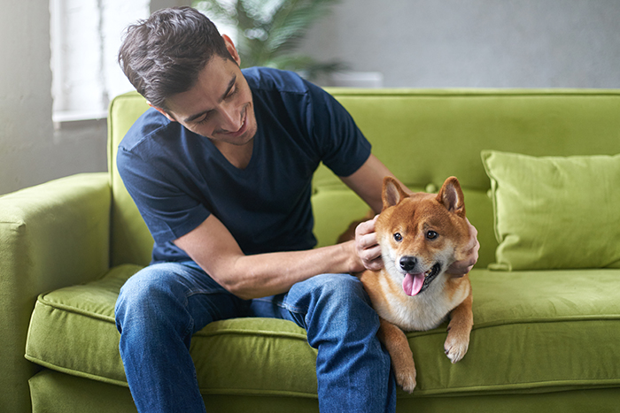 Young hansome male in blue t-shirt having fun with his lovely shiba inu dog, snuggling, stroking and petting, sitting on green couch at home. Close friendship between owner and pet. Best friend.