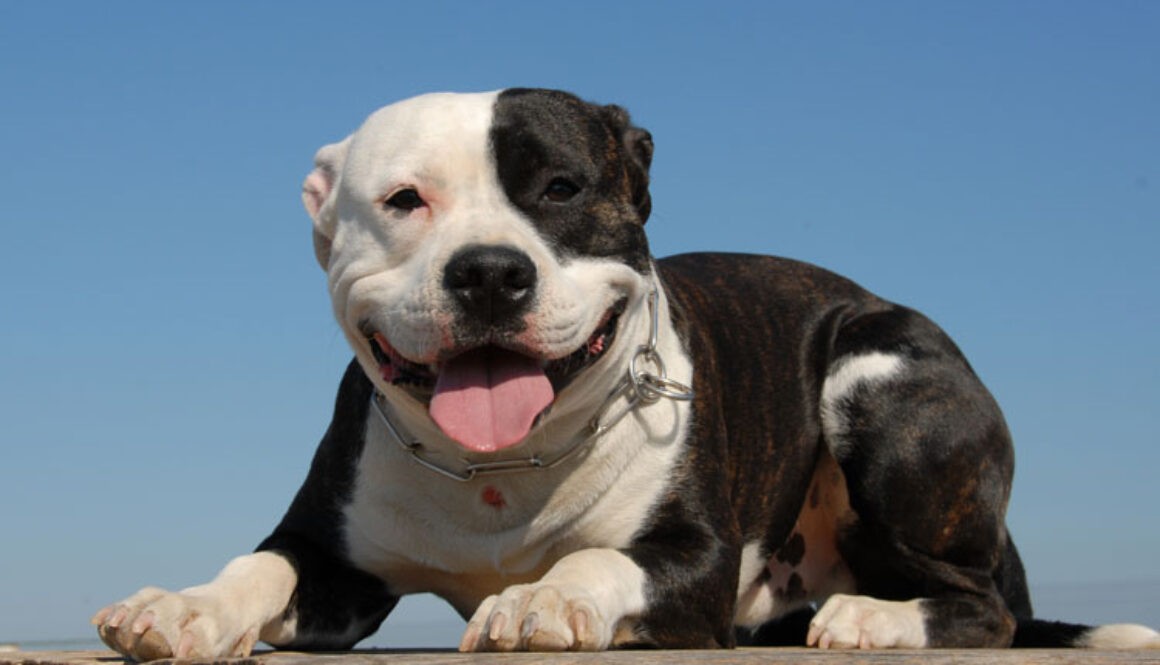 5 Myths About Pit Bulls