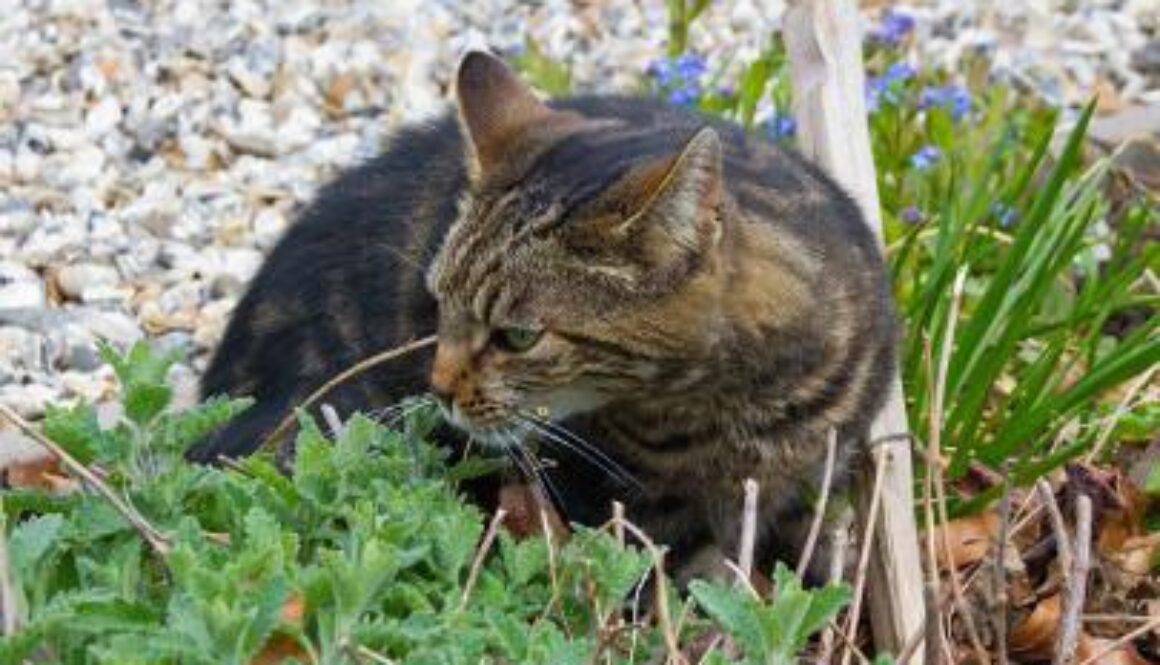 9_gardening_with_pets
