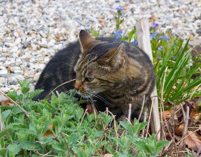 9_gardening_with_pets