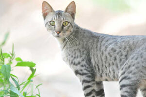 Bahraini Dilmun Cat Breed