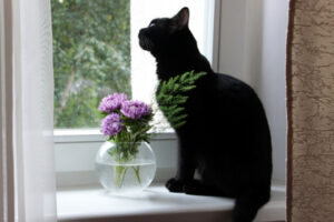 Cat By Window Black Cat