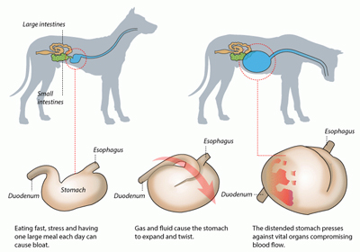 Bloat in Dogs