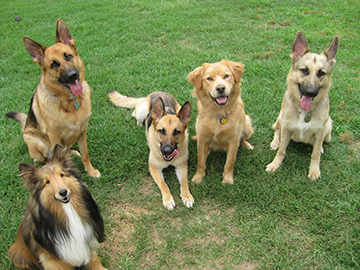 Breed-Myths-lead-image