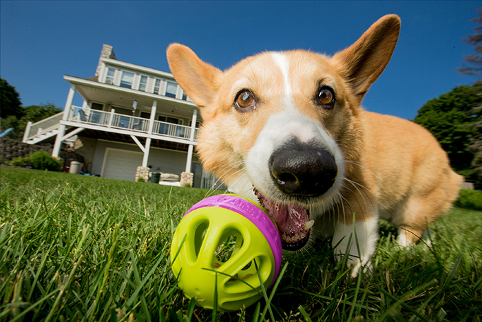 BuyersGuide-DogToys-FI