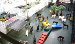 Doggie Daycare Doggie Daycare