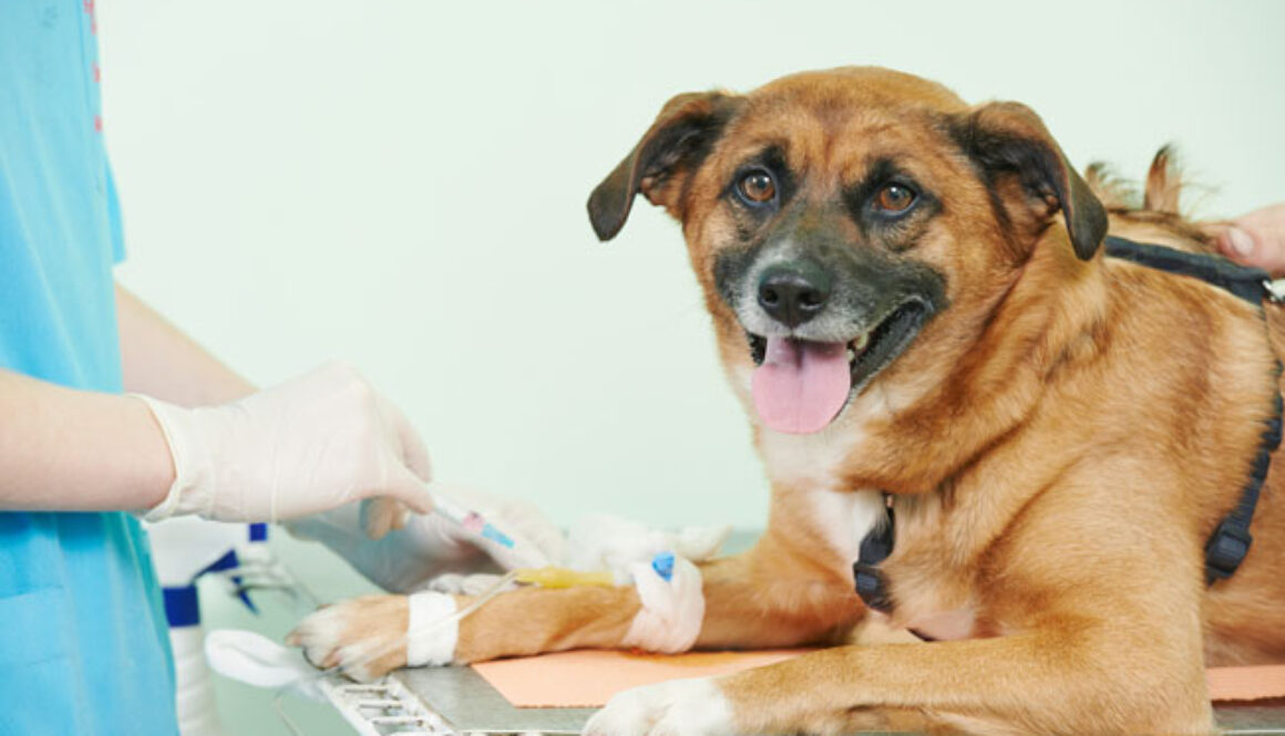 Canine-Blood-Donors-FI