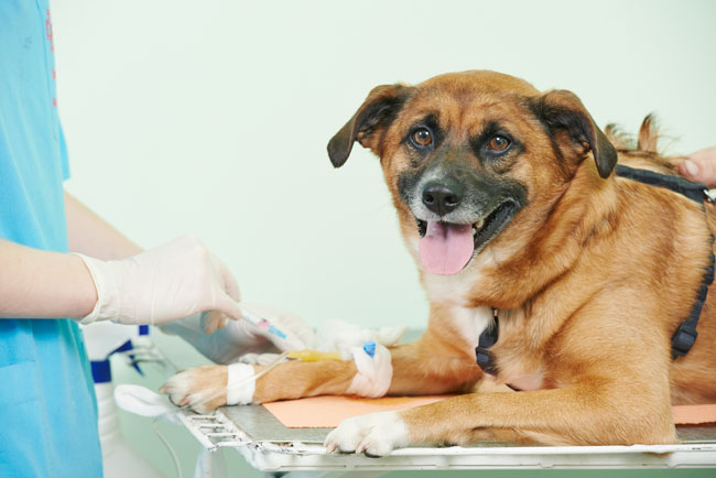 Canine-Blood-Donors-FI