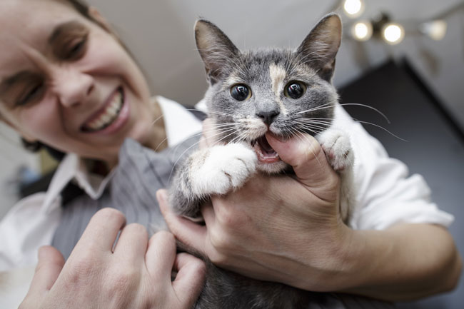 Cat-Biting-FI