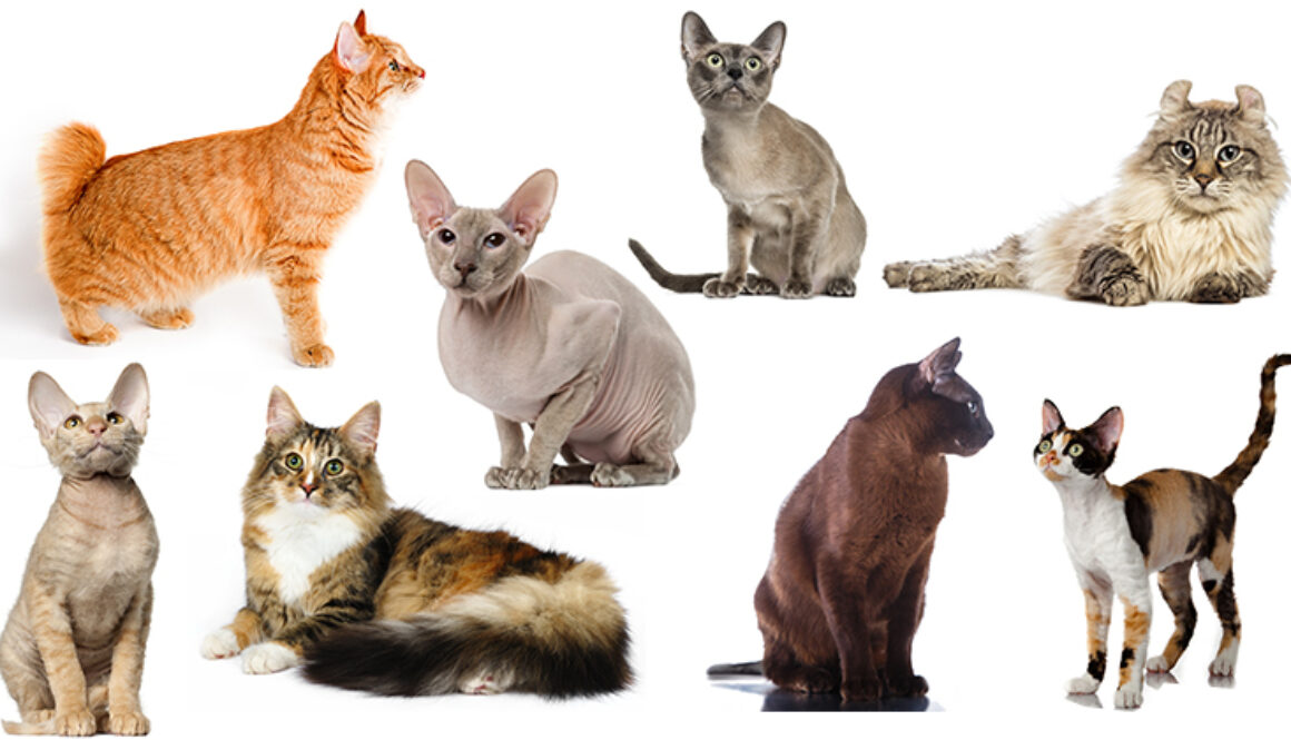 Cat-Breeds-FI