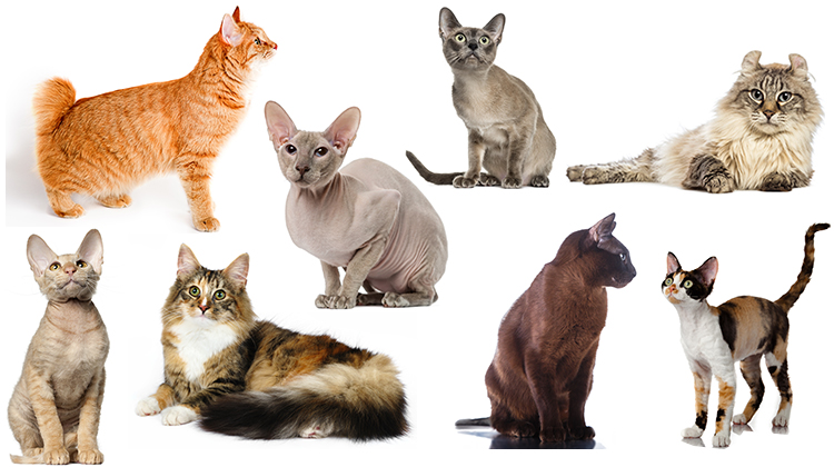 Cat-Breeds-FI