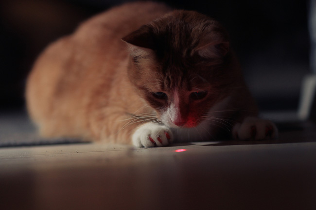 Cat-EToys-FI