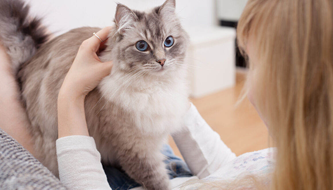 young woman with ragdoll cat on couch
