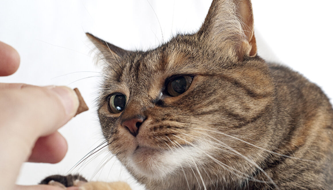 Focused on the treat