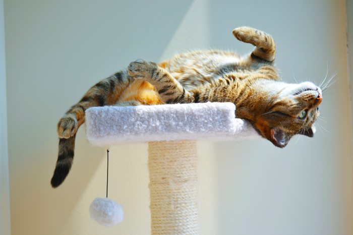 CatActivity-FI