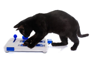 Your cat might require more challenging activities, such as figuring out how to get at the treats in puzzle toy. Photo credit: cynoclub/iStock