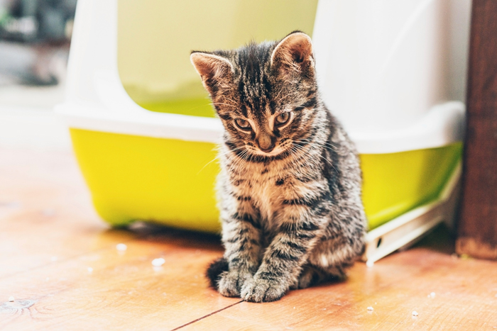 CatBehavior-FI