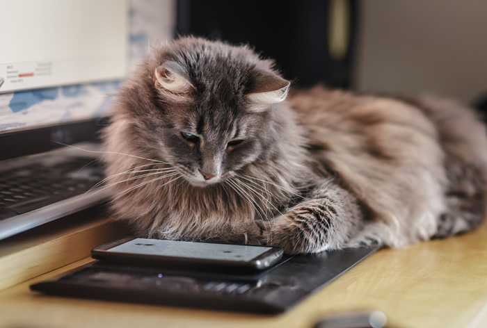 CatComputerGames-FI
