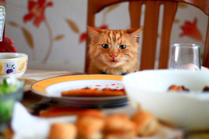 CatDomestication-FI