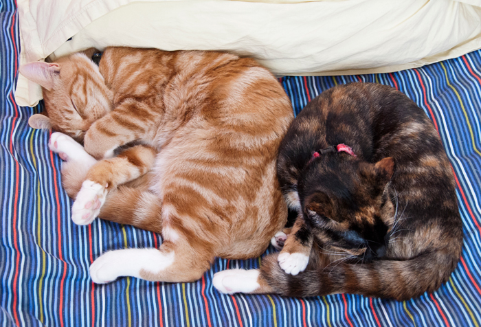CatGenetics-FI