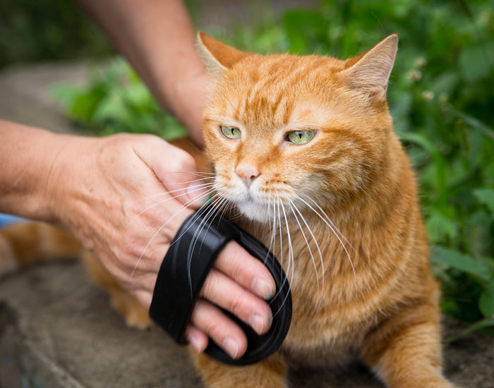 CatGrooming-FI