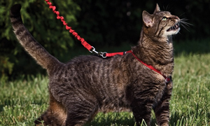 Cat Harness and Leash Cat Harness and Leash