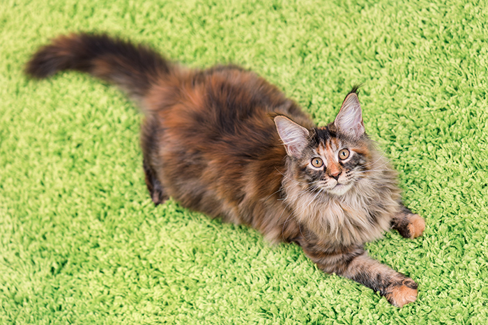 Maine Coon kitten