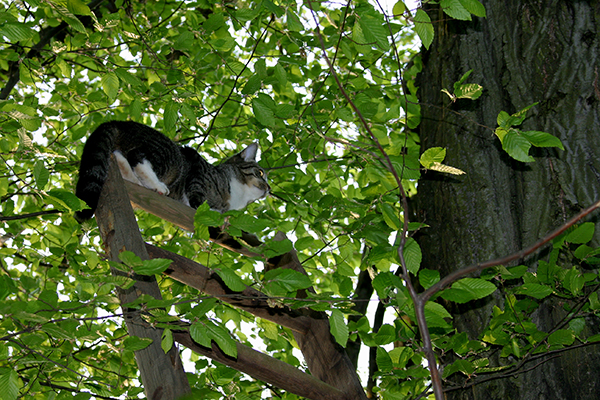 katze auf der leiter