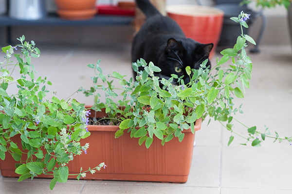 Close up of catnip, green herb growing in a container and black cat walking around