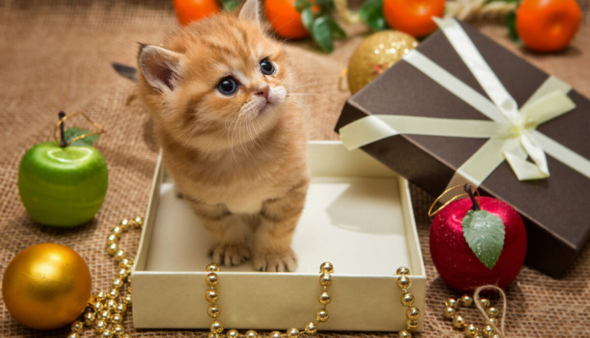 CatHolidayGiftGuide-FI