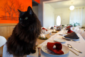 Food Safety for Cats