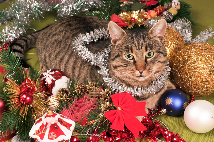 CatHolidays-FI