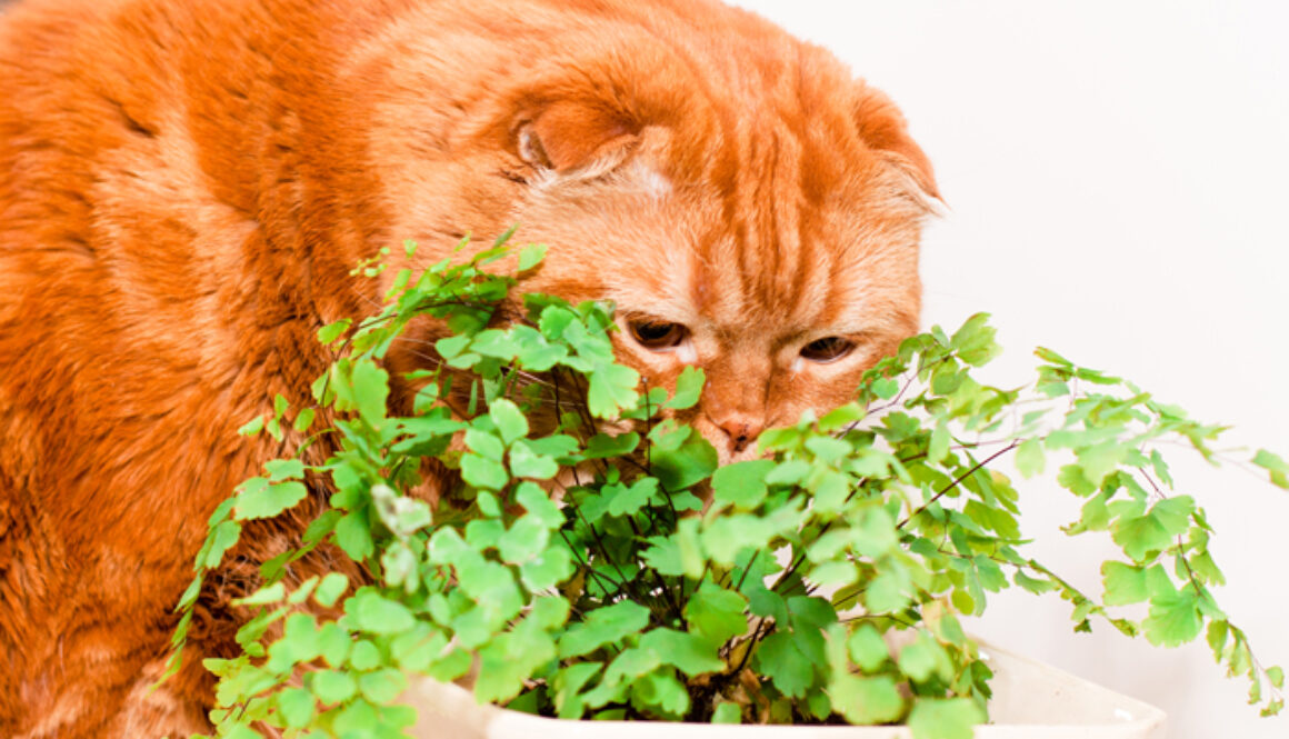 CatHouseplants-FI