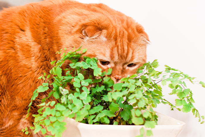 CatHouseplants-FI