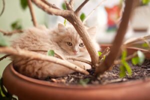 Houseplants Poisonous to Cats Houseplants Poisonous to Cats