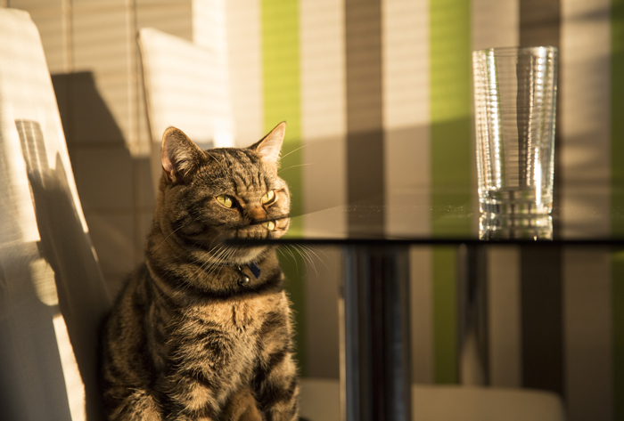 CatJerks-FI
