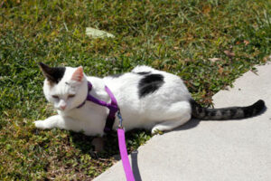 Walking With Cat Walking With Cat