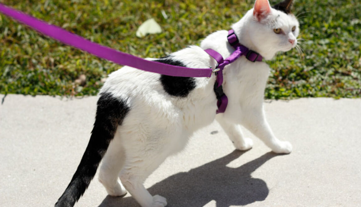 CatLeash-lead