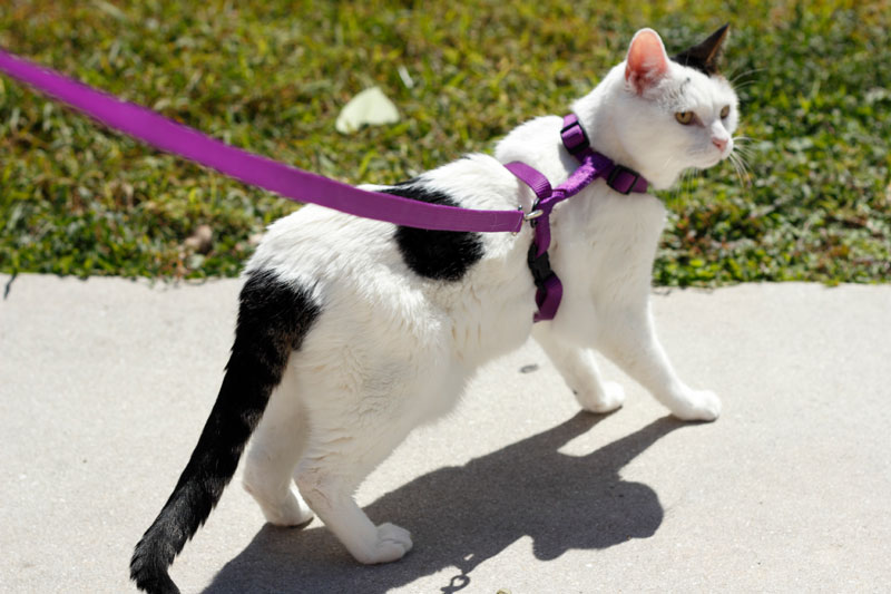 CatLeash-lead