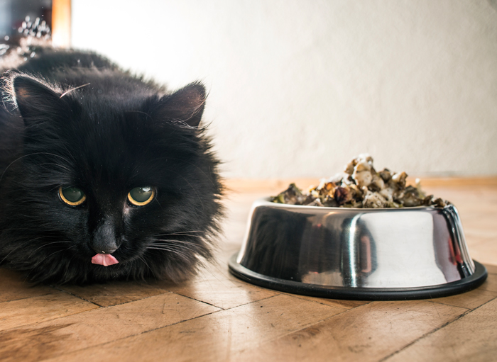 CatNutrition-FI