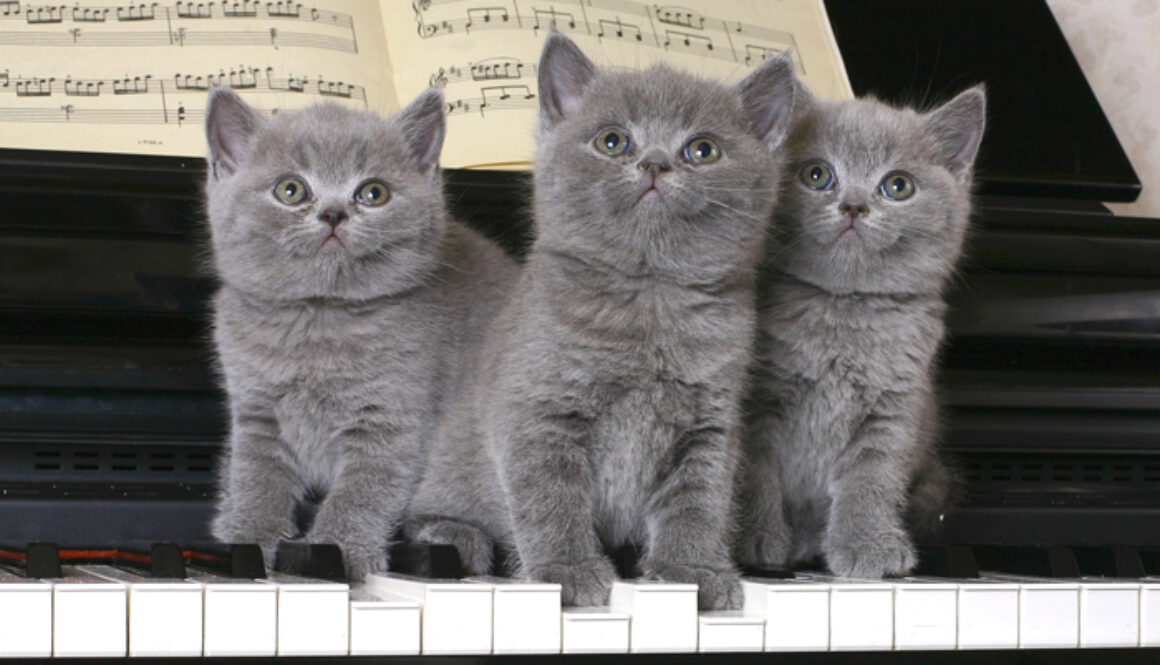 CatPlay-FI