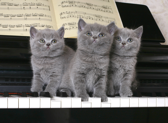 CatPlay-FI