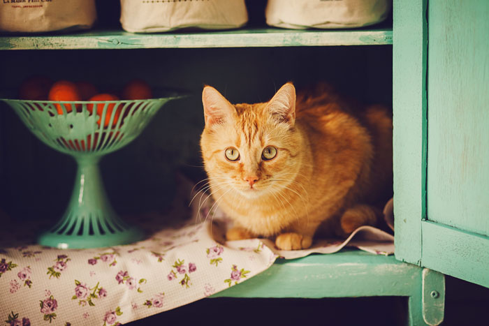 CatProofing-FI