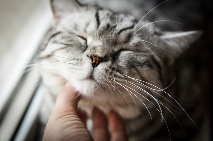 CatPurr-FI