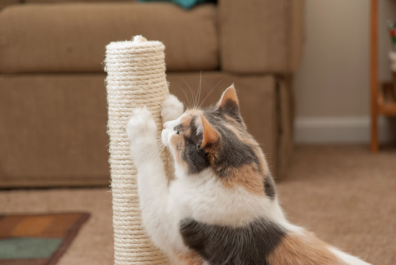 CatScratching-FI