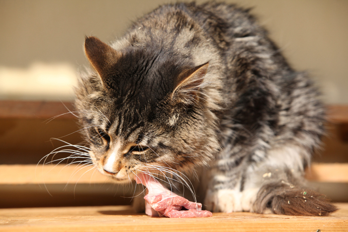 CatTreats-FI