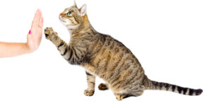 Teaching a Cat to Do Tricks