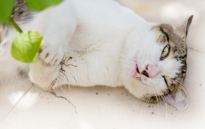 Catnip-FI