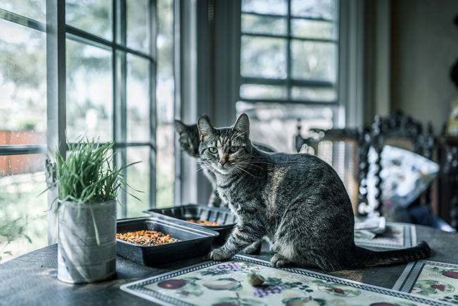 Cat On Dinner Table