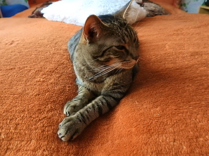 CatsKneading-FI